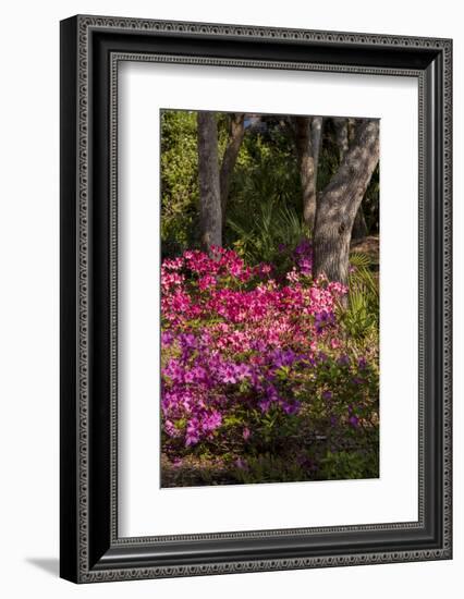 Azalea Flowers, Edgewater Landings, Florida, USA-Lisa S. Engelbrecht-Framed Photographic Print