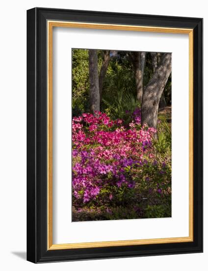 Azalea Flowers, Edgewater Landings, Florida, USA-Lisa S. Engelbrecht-Framed Photographic Print