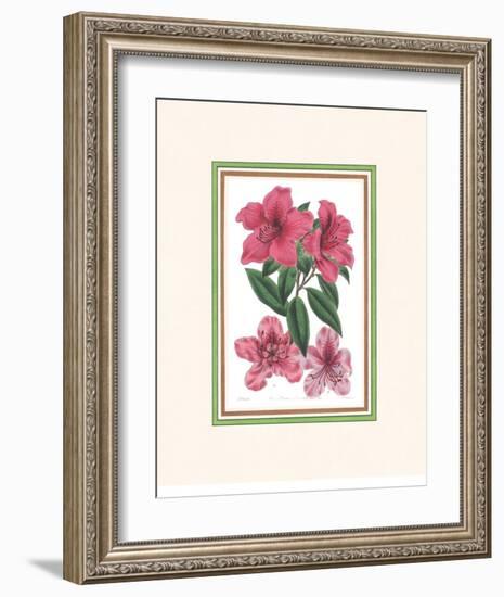 Azalea I-null-Framed Art Print