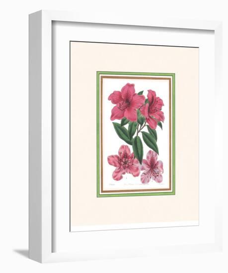 Azalea I-null-Framed Art Print