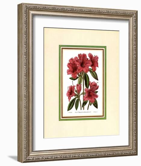 Azalea II-null-Framed Art Print