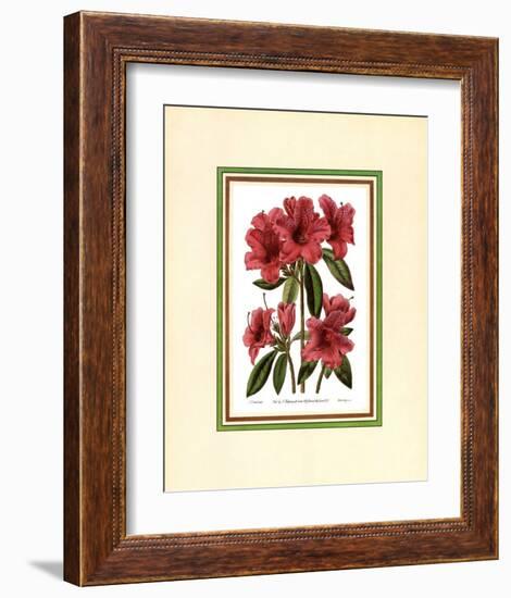 Azalea II-null-Framed Art Print