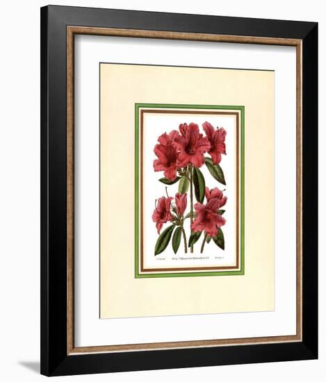 Azalea II-null-Framed Art Print