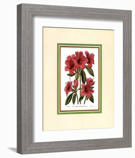 Azalea II-null-Framed Art Print