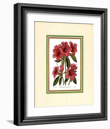 Azalea II-null-Framed Art Print