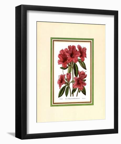 Azalea II-null-Framed Art Print