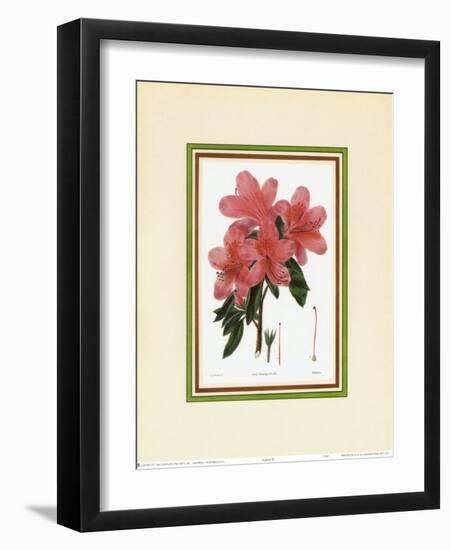 Azalea III-null-Framed Art Print