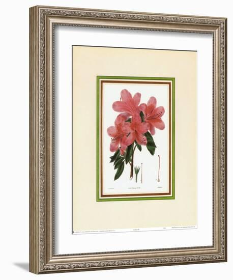 Azalea III-null-Framed Art Print