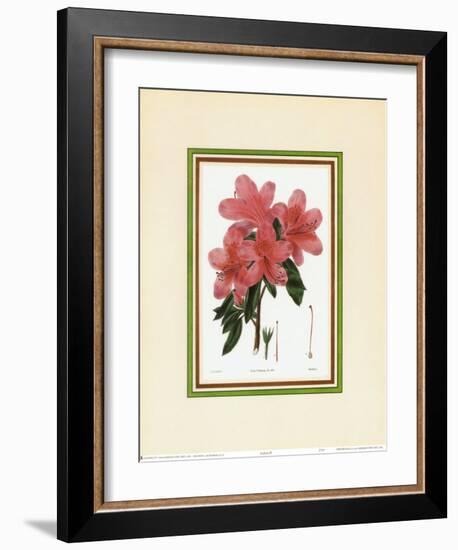 Azalea III-null-Framed Art Print