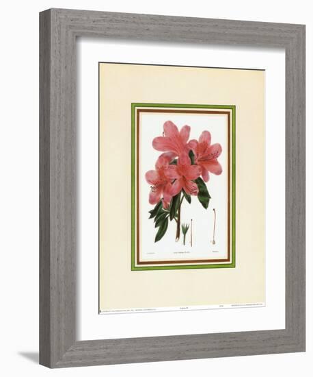 Azalea III-null-Framed Art Print