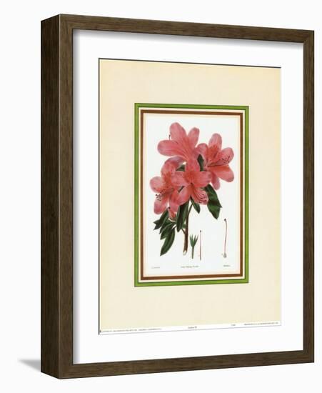 Azalea III-null-Framed Art Print