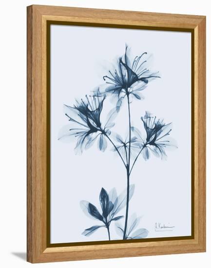 Azalea in Blue II-Albert Koetsier-Framed Stretched Canvas