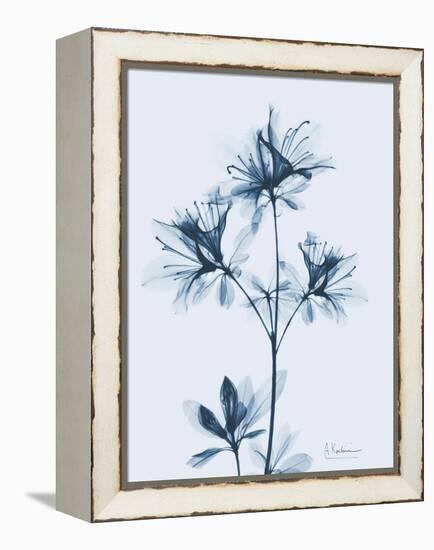 Azalea in Blue II-Albert Koetsier-Framed Stretched Canvas