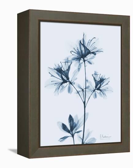 Azalea in Blue II-Albert Koetsier-Framed Stretched Canvas