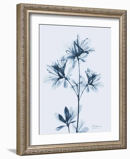 Azalea in Blue II-Albert Koetsier-Framed Art Print
