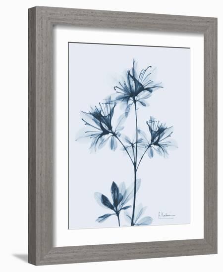 Azalea in Blue II-Albert Koetsier-Framed Art Print