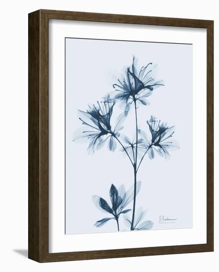 Azalea in Blue II-Albert Koetsier-Framed Art Print