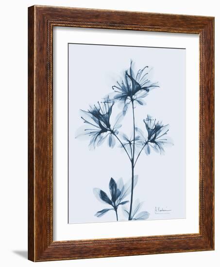 Azalea in Blue II-Albert Koetsier-Framed Art Print