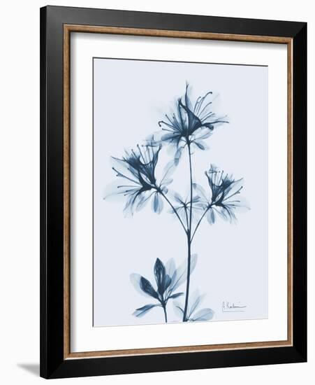 Azalea in Blue II-Albert Koetsier-Framed Art Print