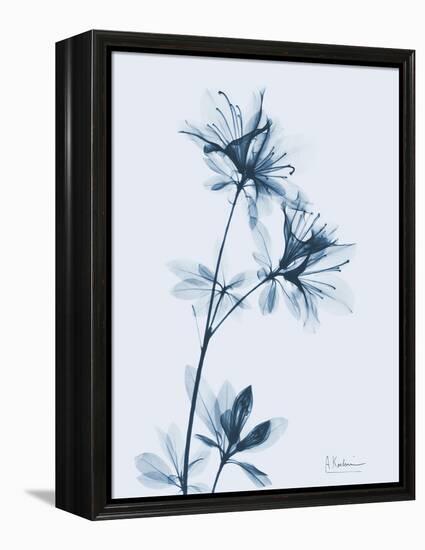 Azalea in Blue-Albert Koetsier-Framed Stretched Canvas