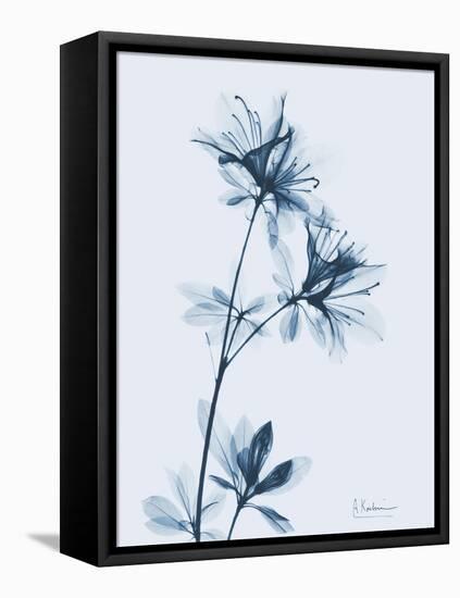 Azalea in Blue-Albert Koetsier-Framed Stretched Canvas