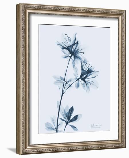 Azalea in Blue-Albert Koetsier-Framed Art Print