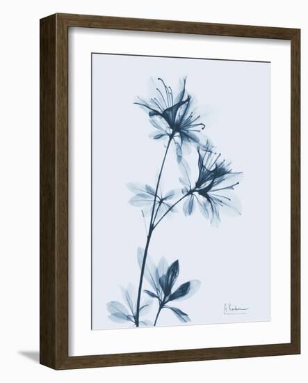 Azalea in Blue-Albert Koetsier-Framed Art Print