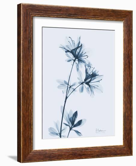 Azalea in Blue-Albert Koetsier-Framed Art Print