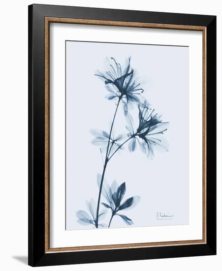 Azalea in Blue-Albert Koetsier-Framed Art Print