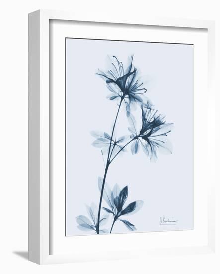 Azalea in Blue-Albert Koetsier-Framed Art Print