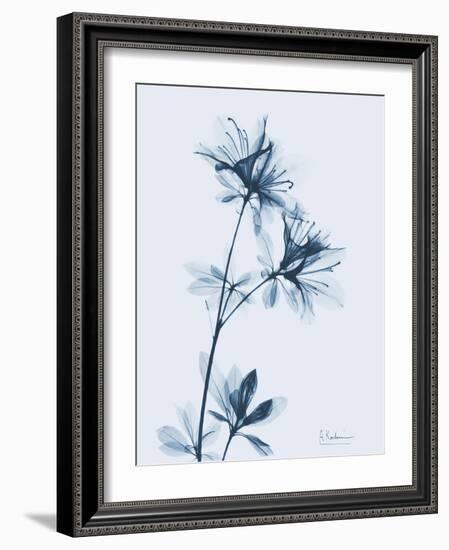 Azalea in Blue-Albert Koetsier-Framed Art Print