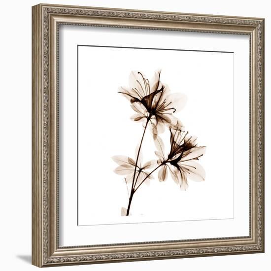 Azalea in Sienna-Albert Koetsier-Framed Art Print