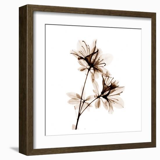 Azalea in Sienna-Albert Koetsier-Framed Art Print