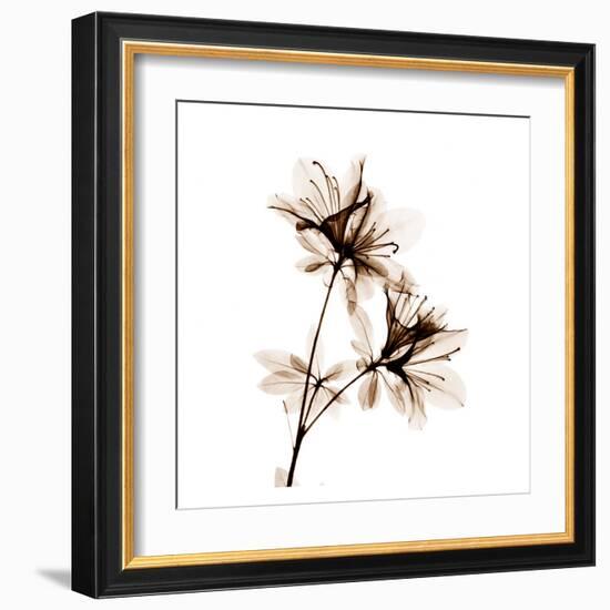 Azalea in Sienna-Albert Koetsier-Framed Art Print