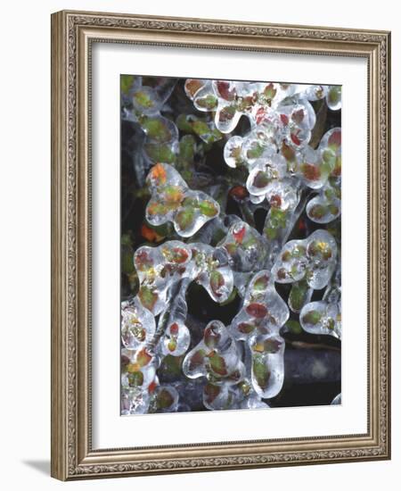 Azalea Plants Encased in Ice, Portland, Oregon, USA-Steve Terrill-Framed Photographic Print