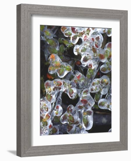 Azalea Plants Encased in Ice, Portland, Oregon, USA-Steve Terrill-Framed Photographic Print