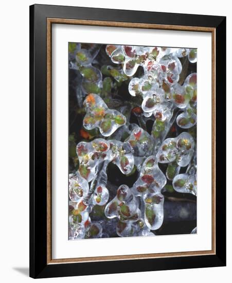 Azalea Plants Encased in Ice, Portland, Oregon, USA-Steve Terrill-Framed Photographic Print