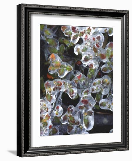 Azalea Plants Encased in Ice, Portland, Oregon, USA-Steve Terrill-Framed Photographic Print