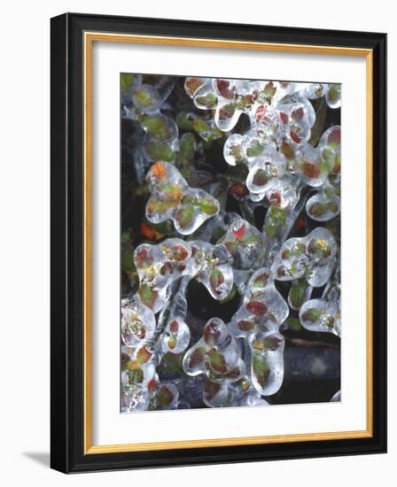 Azalea Plants Encased in Ice, Portland, Oregon, USA-Steve Terrill-Framed Photographic Print