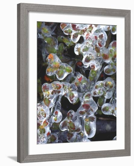 Azalea Plants Encased in Ice, Portland, Oregon, USA-Steve Terrill-Framed Photographic Print