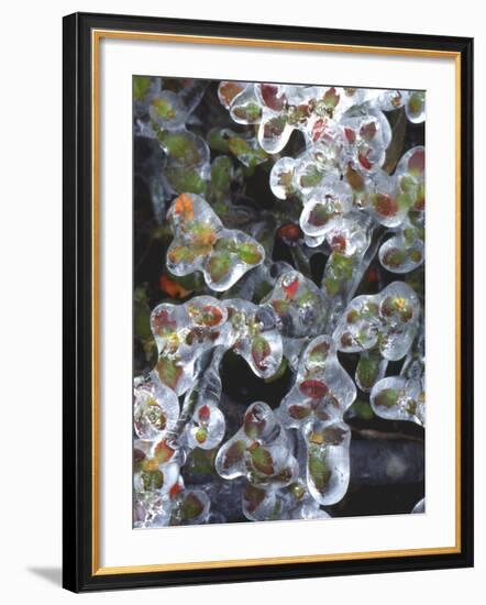 Azalea Plants Encased in Ice, Portland, Oregon, USA-Steve Terrill-Framed Photographic Print