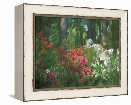 Azalea Reflection in Pond, Georgia, USA-Nancy Rotenberg-Framed Premier Image Canvas