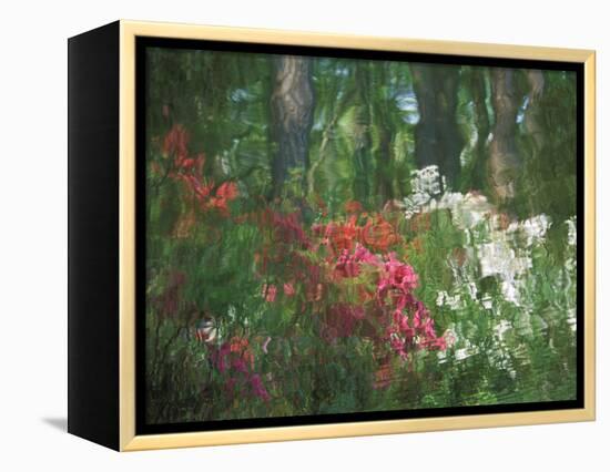 Azalea Reflection in Pond, Georgia, USA-Nancy Rotenberg-Framed Premier Image Canvas