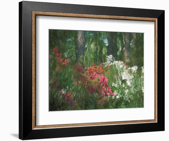 Azalea Reflection in Pond, Georgia, USA-Nancy Rotenberg-Framed Photographic Print