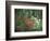 Azalea Reflection in Pond, Georgia, USA-Nancy Rotenberg-Framed Photographic Print