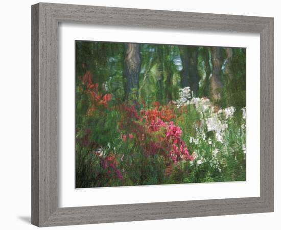 Azalea Reflection in Pond, Georgia, USA-Nancy Rotenberg-Framed Photographic Print