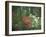 Azalea Reflection in Pond, Georgia, USA-Nancy Rotenberg-Framed Photographic Print