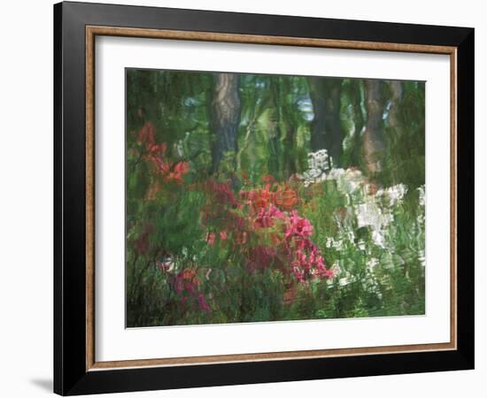 Azalea Reflection in Pond, Georgia, USA-Nancy Rotenberg-Framed Photographic Print