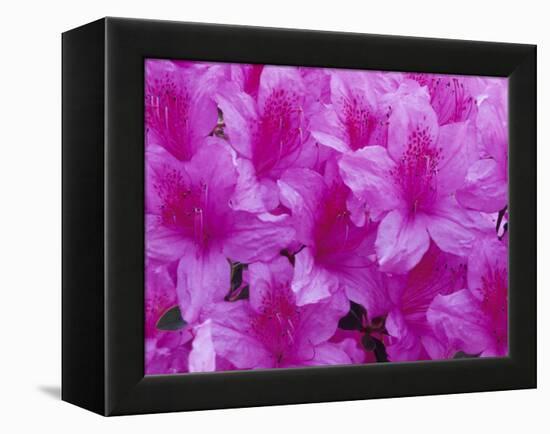 Azalea Rhododendron-Daisy Gilardini-Framed Premier Image Canvas