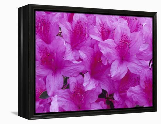 Azalea Rhododendron-Daisy Gilardini-Framed Premier Image Canvas